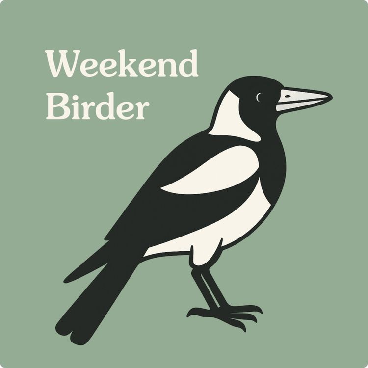 cover art for Encore: Magpies - with Mandy