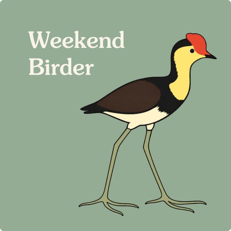 cover art for 132 Wingmate - with Brandon