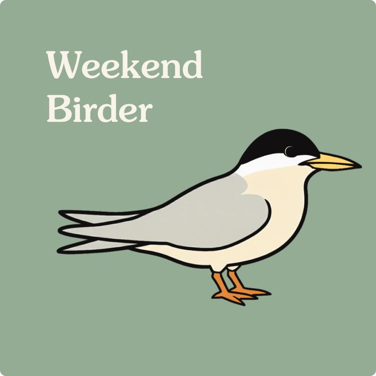 cover art for 138 Terns (Part 2) - with Claire