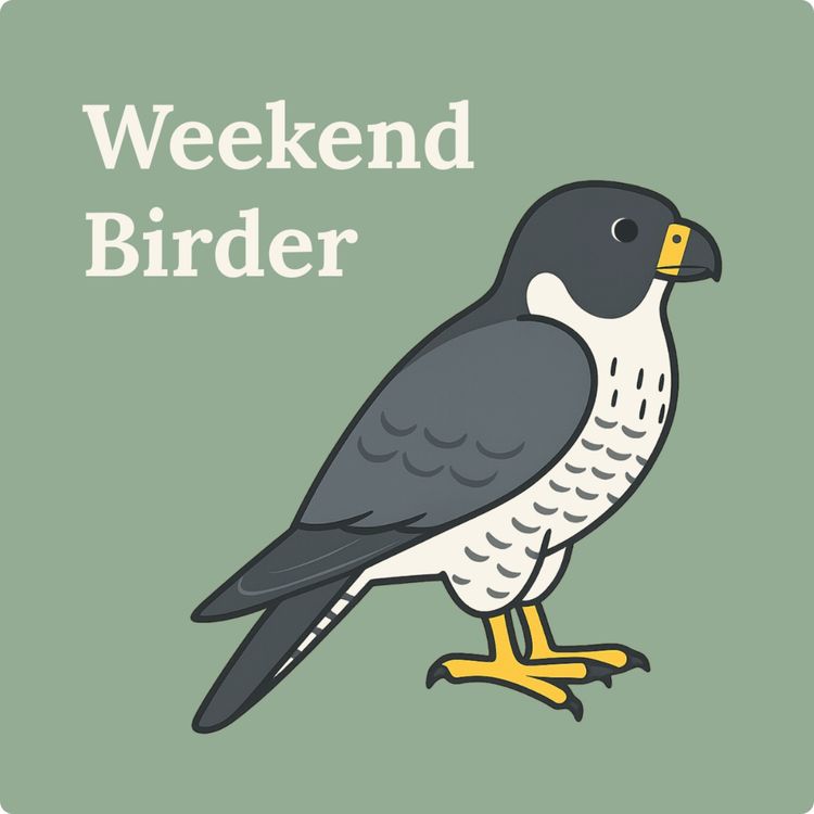 cover art for 141 Birding Between Games