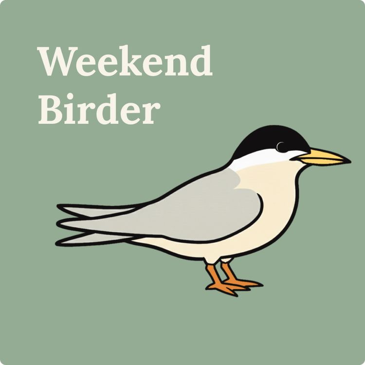 cover art for 137 Terns (Part 1) - with Claire