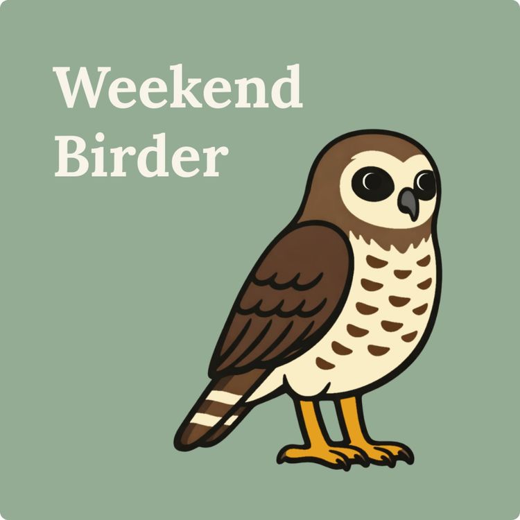 cover art for 140 Australian Owls - with Beth