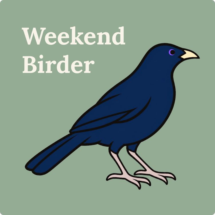 cover art for 155 Bowerbirds - with Aura