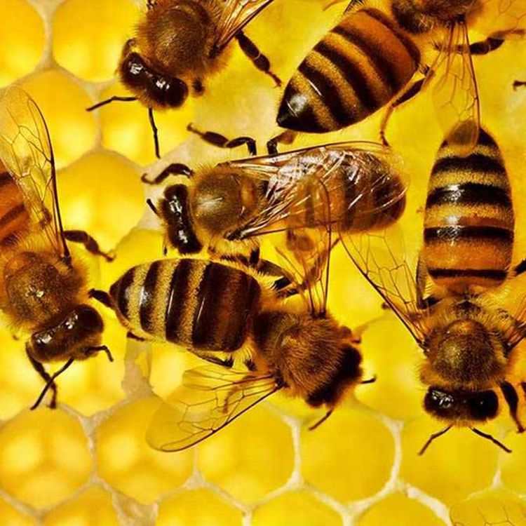 cover art for fiesta de la miel