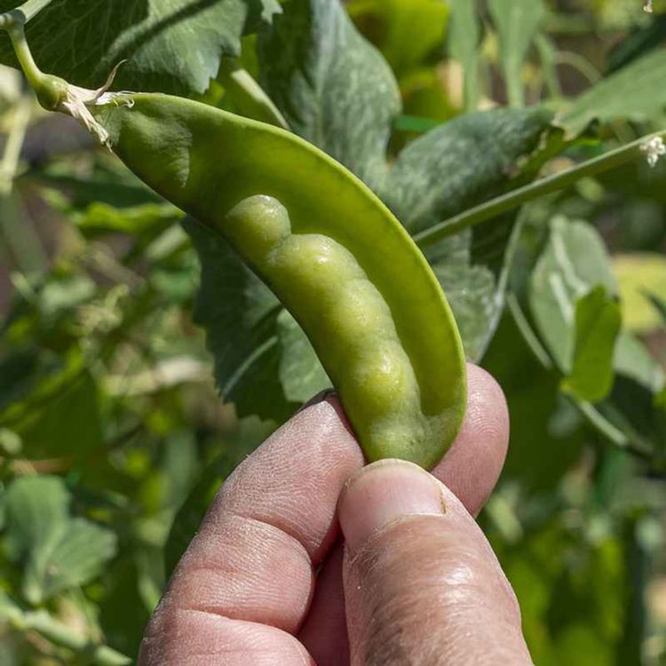 cover art for Den bortglömde munkens återkomst