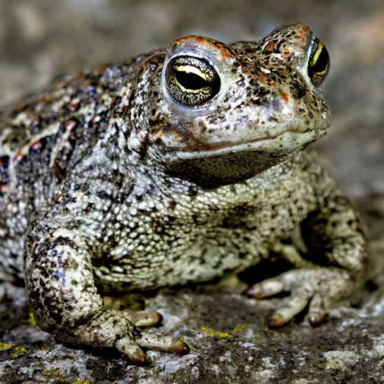 cover art for Uppdrag: Rädda en padda