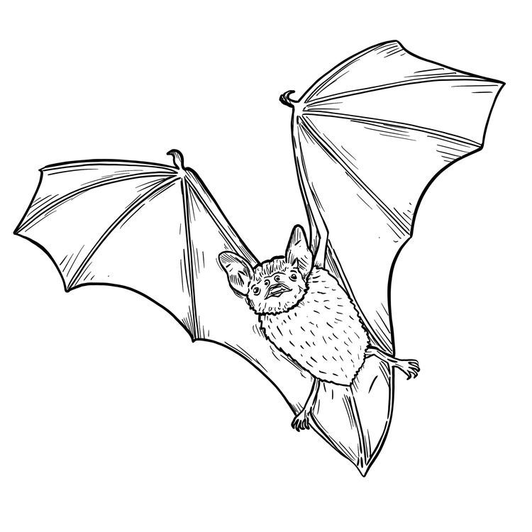 cover art for Heligan’s Common Pipistrelle Bat –  Rick Payne