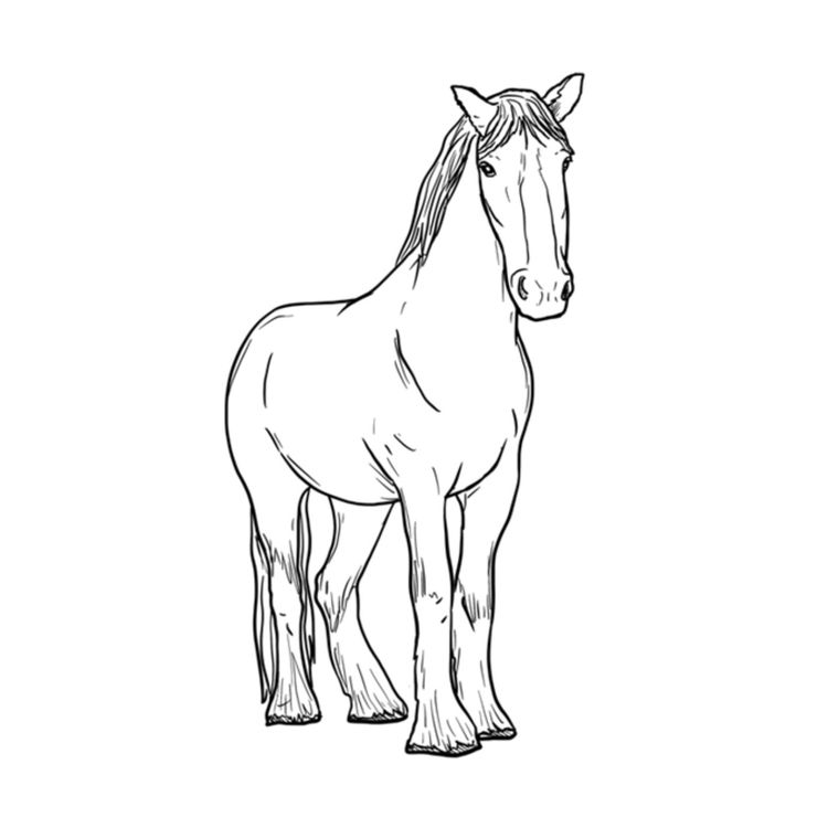 cover art for Heligan’s Shire Horse –  Keith Trickey