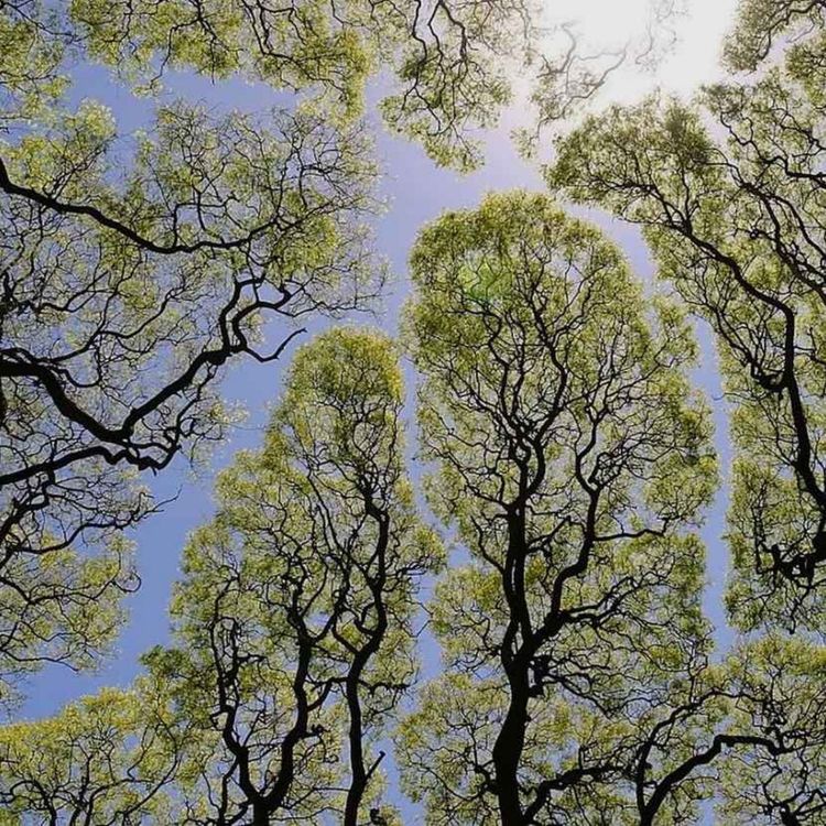 cover art for Rencontre avec Archad Jahangir, poète et traducteur.  