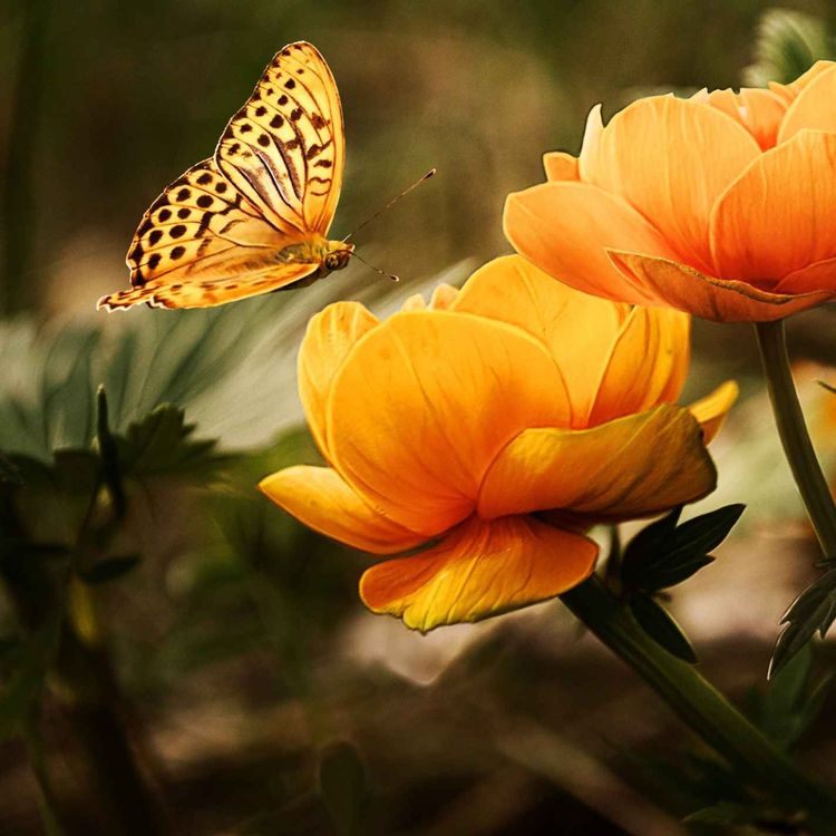 cover art for Ludmilla artiste polyvalente, l'art de la transmission