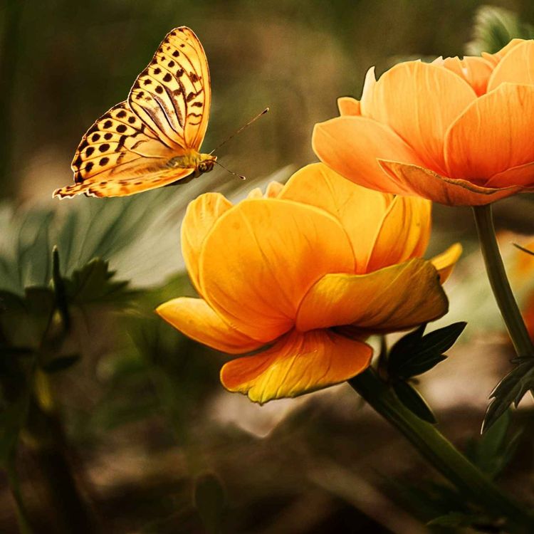 cover art for La Galerie des flâneurs