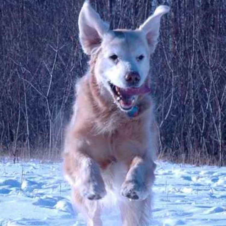 cover art for Introduction to the Super Boone Podcast Series