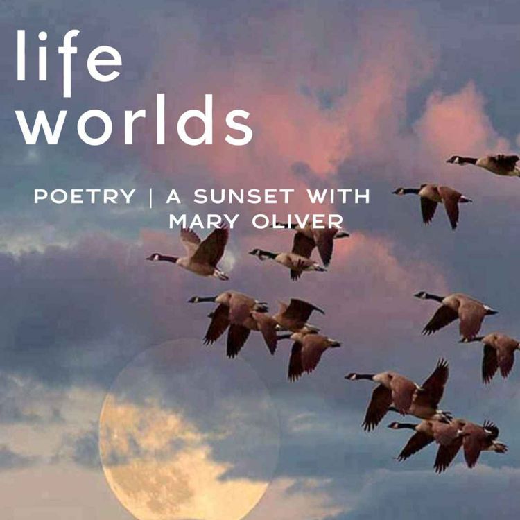 cover art for Poetry | A Sunset with Mary Oliver