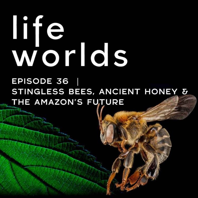 cover art for 36. Stingless Bees, Ancient Honey & the Amazon's Future – with Dr. Rosa Vasquez Espinosa