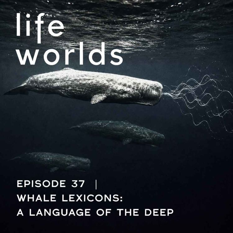 cover art for 37. Whale Lexicons: A Language of the Deep — with David Gruber and César Rodríguez-Garavito