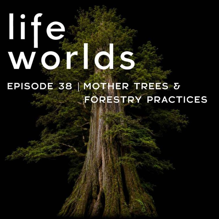 cover art for 38. Mother Trees And Forest Resilience
