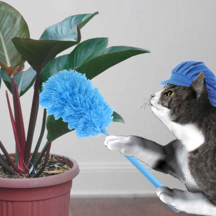 cover art for Episode 84: “Serve an orange Simon” 