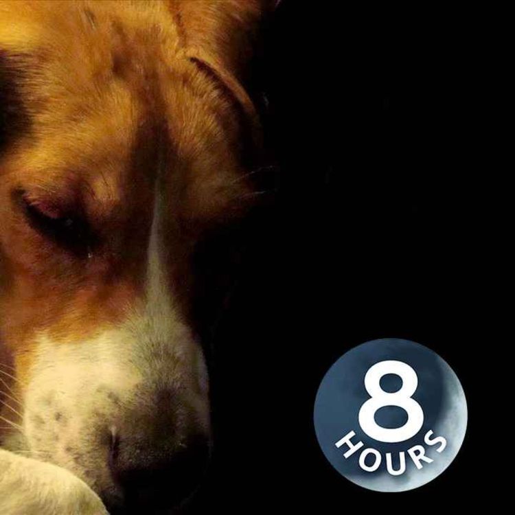 cover art for Calma a tu perro | Los sonidos de la lluvia relajan a los perros ansiosos (8 horas)