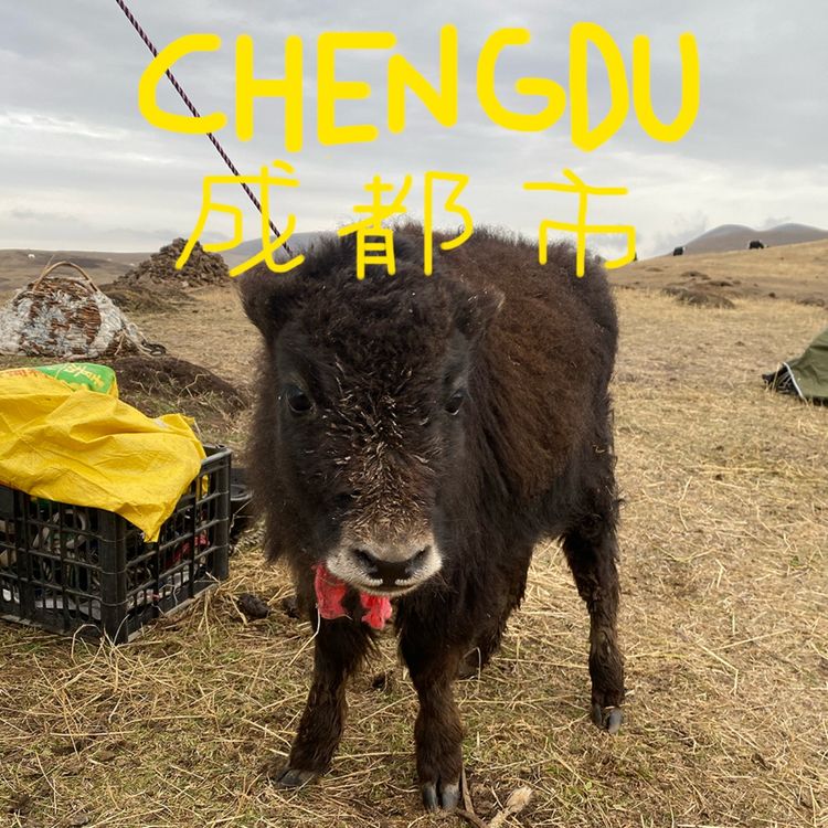 cover art for 8 - J'ai fait un trek à cheval dans l'Himalaya 