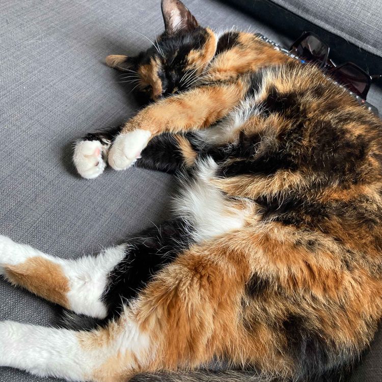 cover art for Doeball