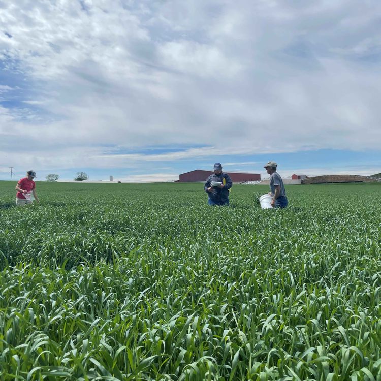 cover art for Winter Cover Crops