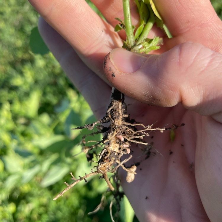 cover art for Frost Seeding Red Clover