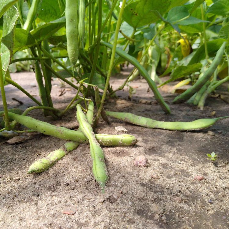 cover art for Ag, Water, and Processing Vegetables