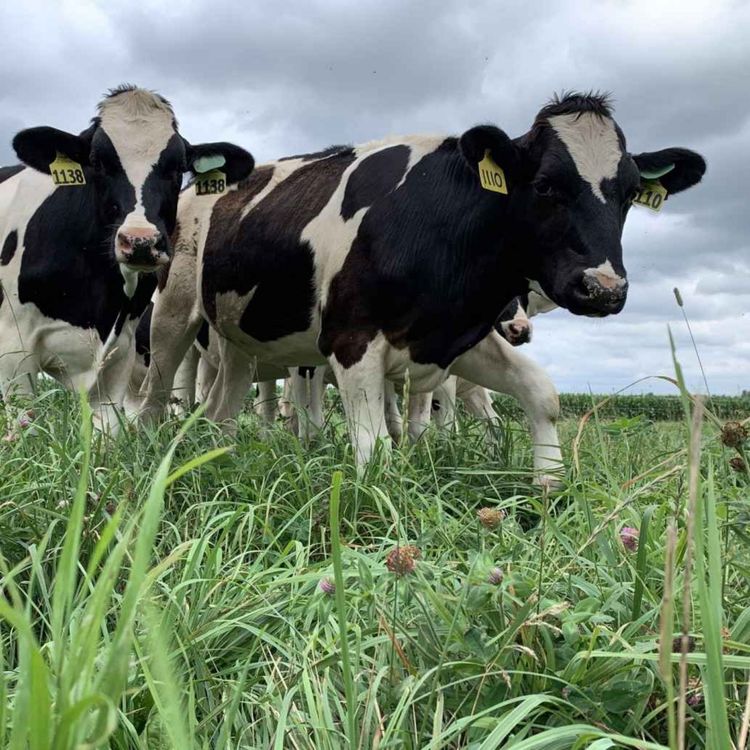 cover art for Dairy Heifer Grazing