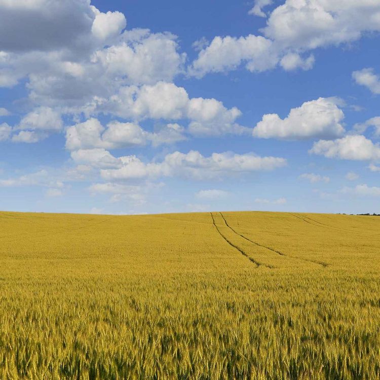 cover art for Avoiding Dockages and Pushing Yield with Wheat