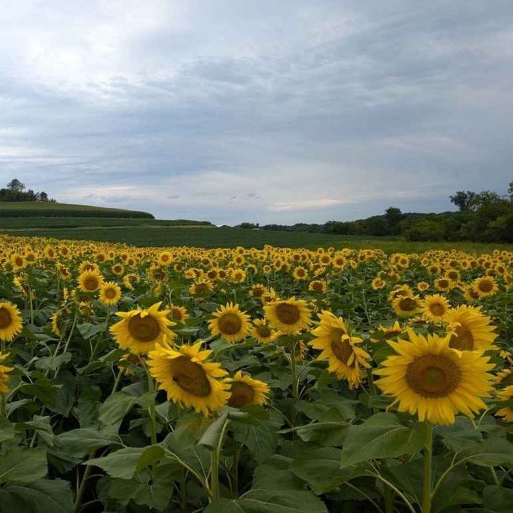 cover art for Sunflower Production in Wisconsin
