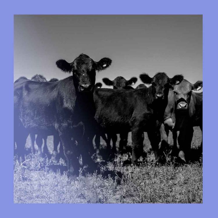 cover art for Lowering the steaks: a Mercosur deal at last