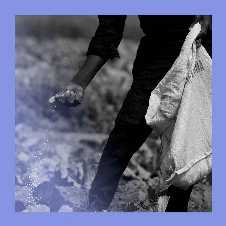 cover art for Food awakening: Iran’s ripple effect