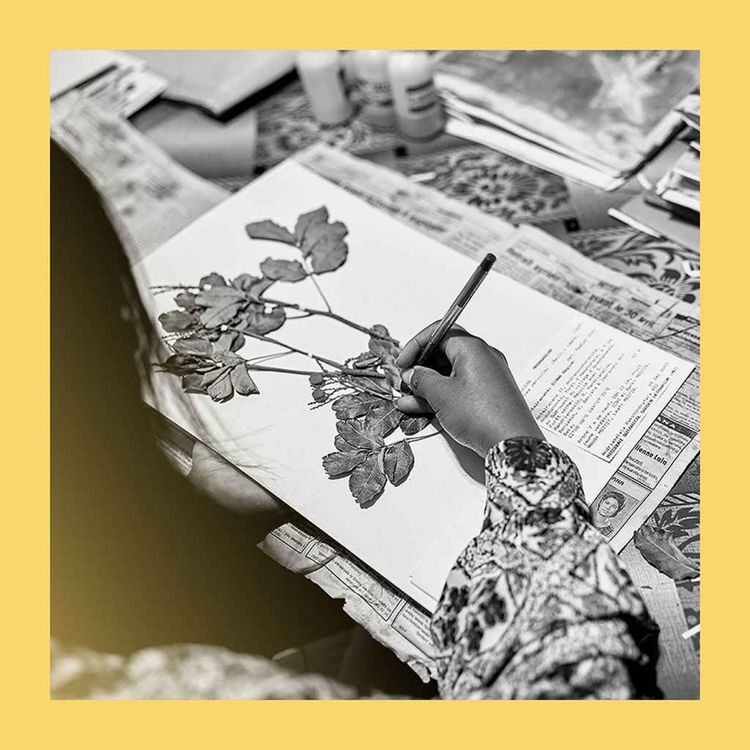 cover art for Protecting the jungle: on the road with Madagascar’s seed hunters