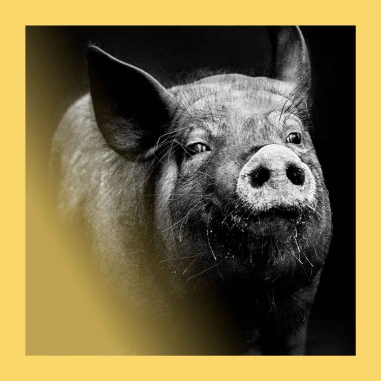 cover art for Part man, part pig: how animal organs could save human lives