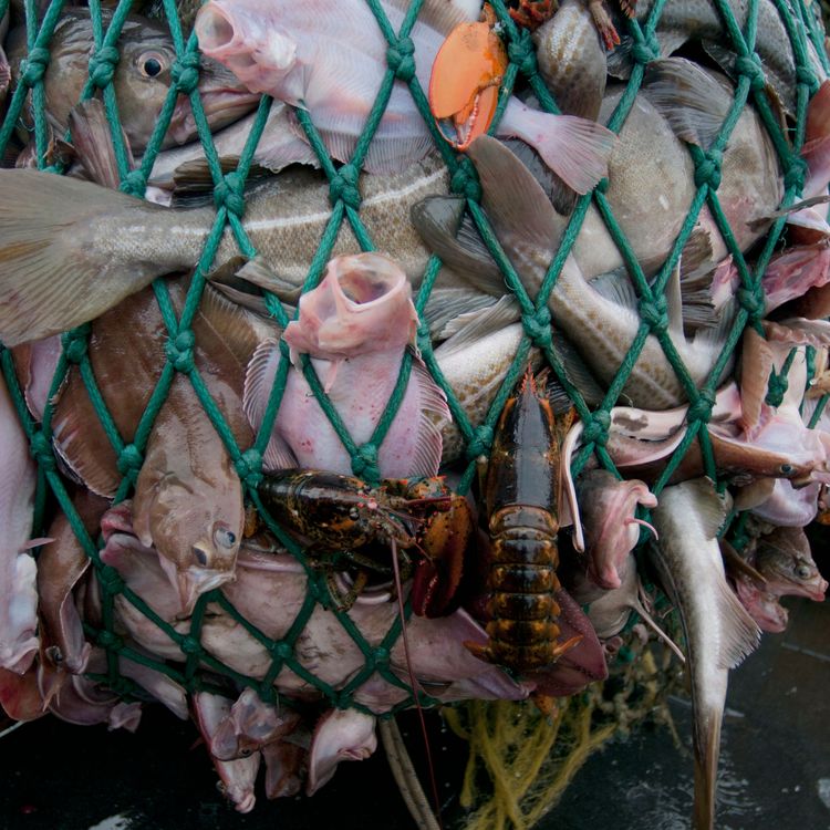 cover art for Babbage: Fishing beyond borders