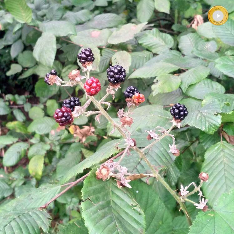 cover art for Obst umsonst