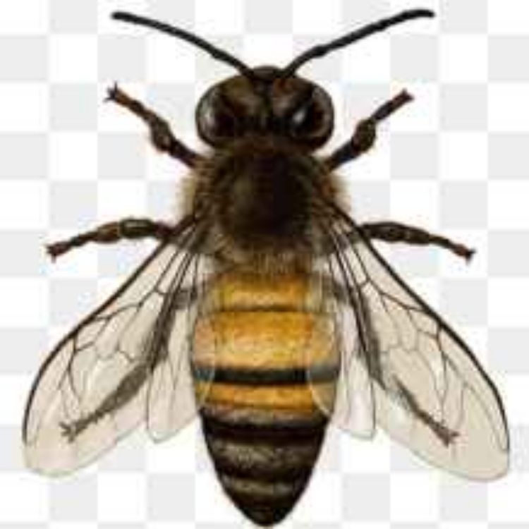 cover art for The Poor In At Or Near Canada Have No Rights.