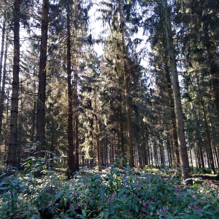 cover art for L'arbre qui cachait l'asphalté - Voyage#3