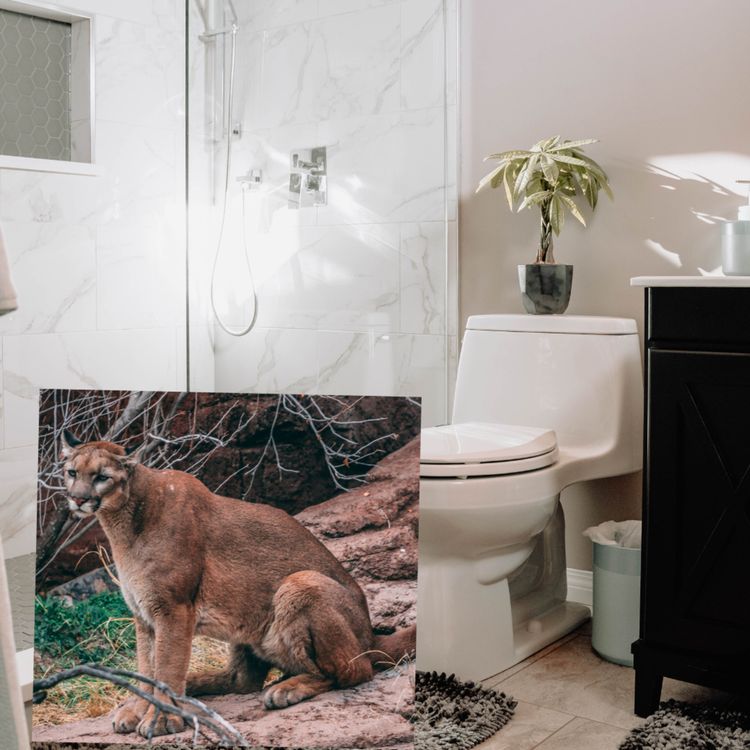 cover art for E1. Un puma en un baño