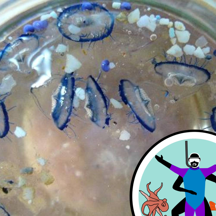 cover art for From plastics to poo - the lowdown on ocean pollution