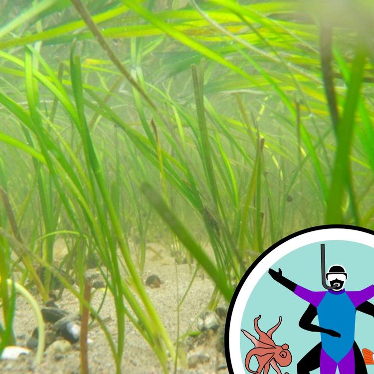 cover art for Green grass and grazers