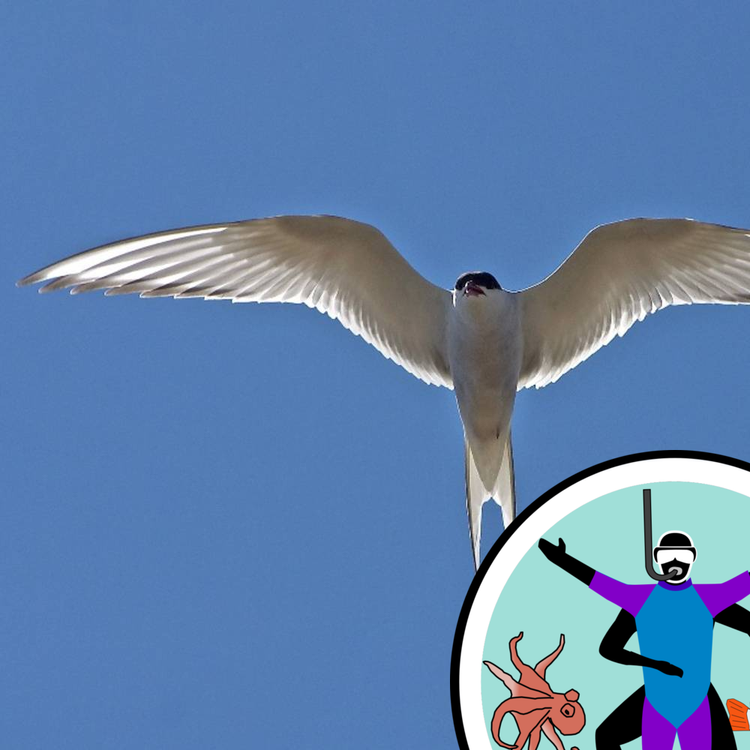 cover art for Taking to the skies - Protecting seabirds