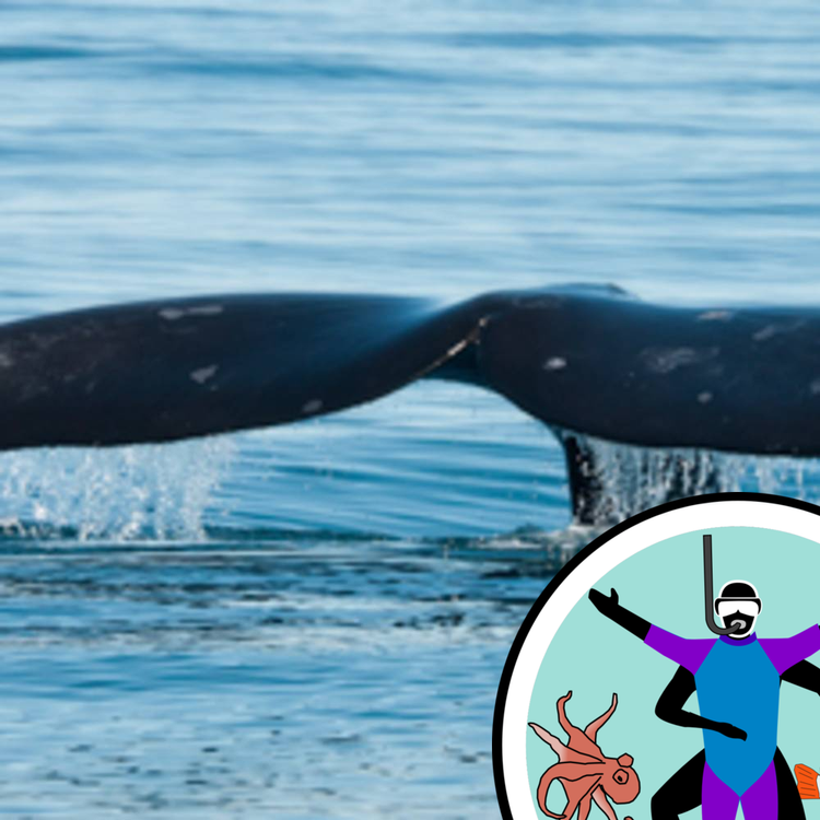 cover art for Science of whaling