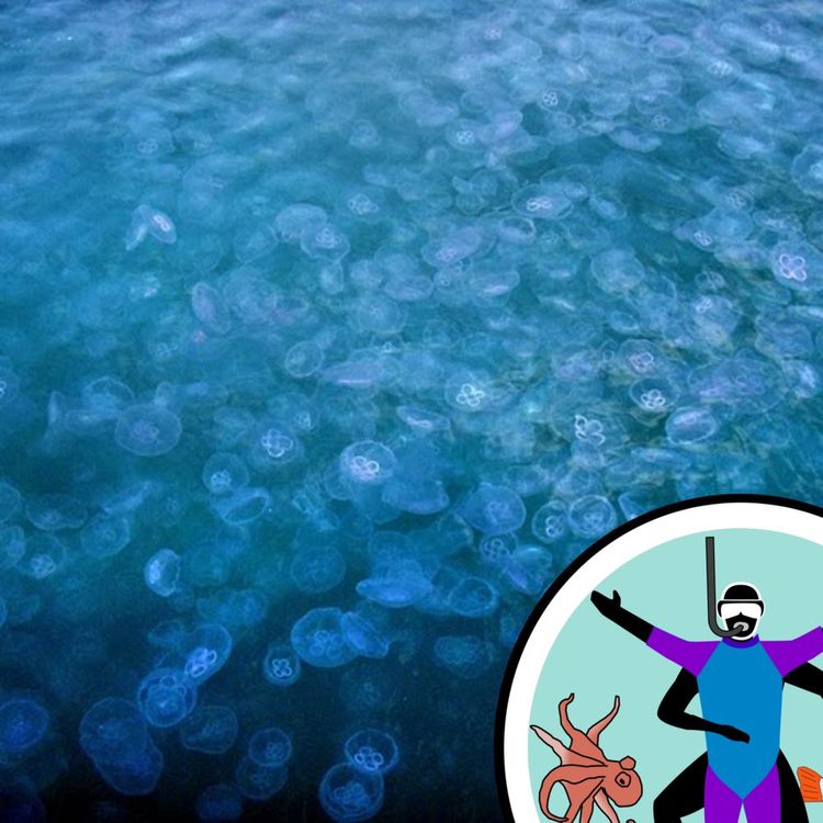 cover art for Sex on the Sea Bed