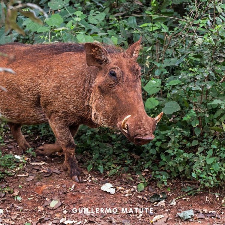 cover art for Cerdo Rojo
