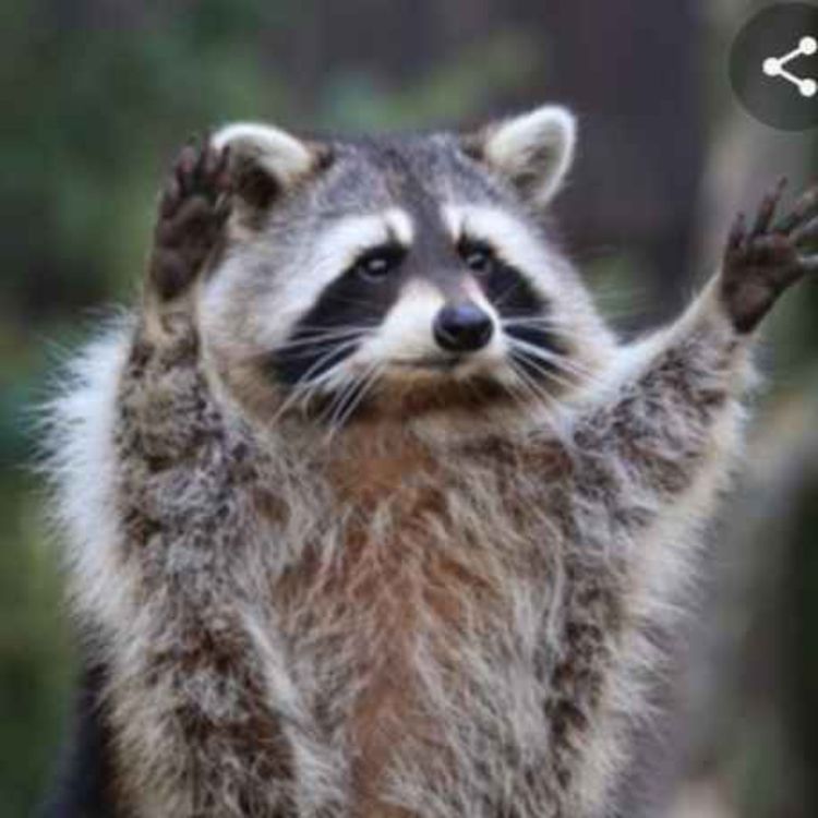 cover art for I Am Not Vermin