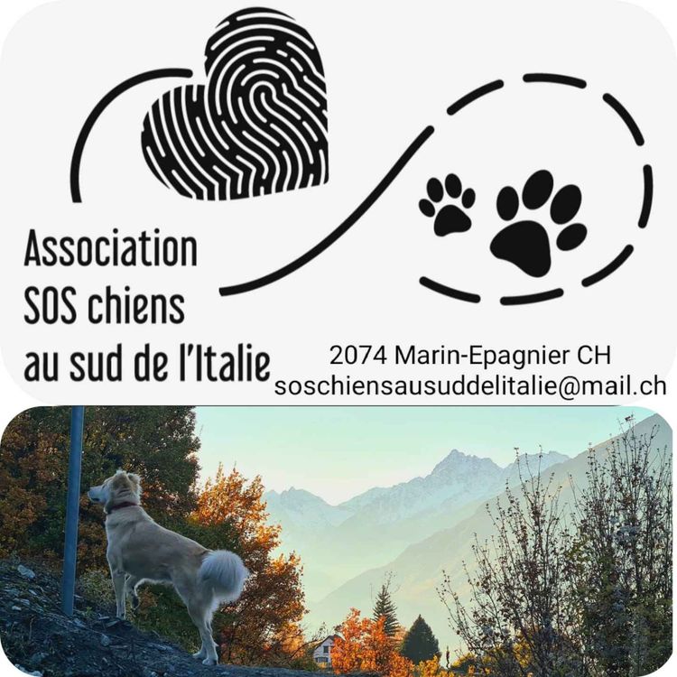 cover art for Épisode 2 - Association SOS chiens au sud de l'Italie