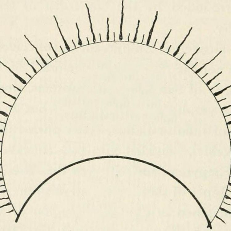 cover art for Manon Fiorot