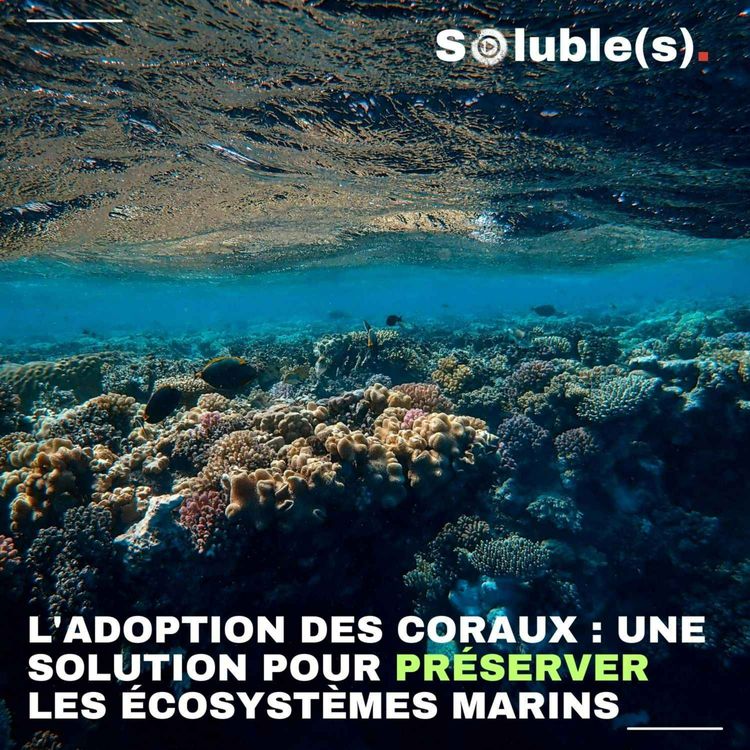 cover art for L'adoption des coraux : une solution pour préserver les écosystèmes marins