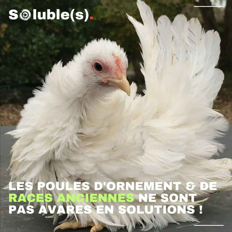 cover art for Les poules d'ornement et de races anciennes ne sont pas avares en solutions !